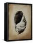 SeaShells III-Sydney Edmunds-Framed Stretched Canvas