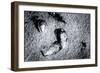 Seashells in the Sand on a Beach-Henriette Lund Mackey-Framed Photographic Print