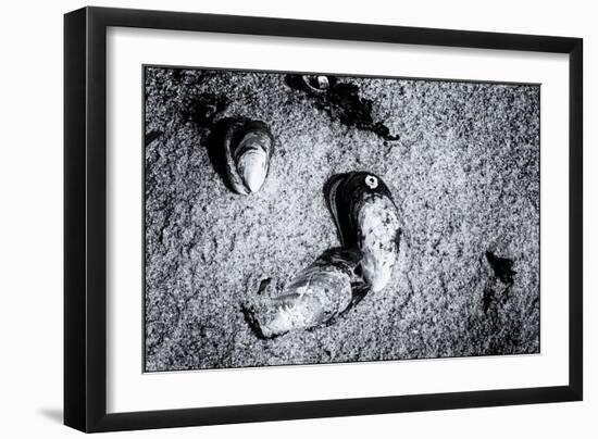 Seashells in the Sand on a Beach-Henriette Lund Mackey-Framed Photographic Print