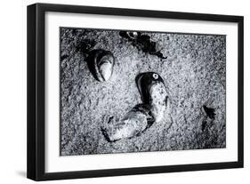 Seashells in the Sand on a Beach-Henriette Lund Mackey-Framed Photographic Print