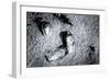 Seashells in the Sand on a Beach-Henriette Lund Mackey-Framed Photographic Print