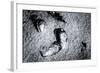 Seashells in the Sand on a Beach-Henriette Lund Mackey-Framed Photographic Print