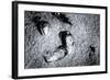 Seashells in the Sand on a Beach-Henriette Lund Mackey-Framed Photographic Print