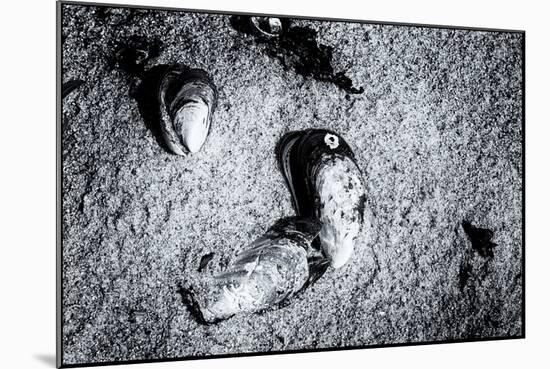 Seashells in the Sand on a Beach-Henriette Lund Mackey-Mounted Photographic Print