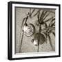 Seashells IV-Alan Hausenflock-Framed Photographic Print
