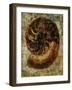 Seashells IX-Jodi Maas-Framed Giclee Print