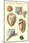 Seashells, Myrtle Beach-null-Mounted Art Print