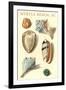 Seashells, Myrtle Beach-null-Framed Art Print