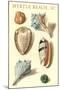 Seashells, Myrtle Beach-null-Mounted Art Print