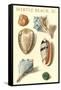 Seashells, Myrtle Beach-null-Framed Stretched Canvas