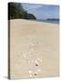 Seashells on Bamboo Island, Sihanoukville, Cambodia, Indochina, Southeast Asia, Asia-Charlie Harding-Stretched Canvas