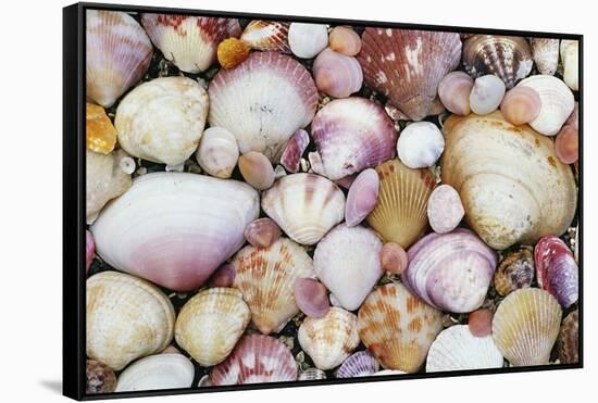 Seashells on Contadora-Darrell Gulin-Framed Stretched Canvas