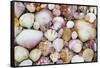 Seashells on Contadora-Darrell Gulin-Framed Stretched Canvas