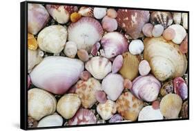 Seashells on Contadora-Darrell Gulin-Framed Stretched Canvas