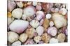 Seashells on Contadora-Darrell Gulin-Stretched Canvas