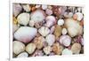 Seashells on Contadora-Darrell Gulin-Framed Photographic Print