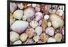 Seashells on Contadora-Darrell Gulin-Framed Photographic Print