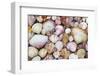 Seashells on Contadora-Darrell Gulin-Framed Photographic Print