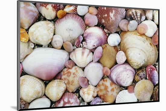 Seashells on Contadora-Darrell Gulin-Mounted Photographic Print