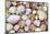 Seashells on Contadora-Darrell Gulin-Mounted Photographic Print