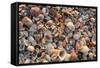 Seashells on Sanibel Island, Florida, USA-Chuck Haney-Framed Stretched Canvas