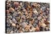 Seashells on Sanibel Island, Florida, USA-Chuck Haney-Stretched Canvas