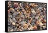 Seashells on Sanibel Island, Florida, USA-Chuck Haney-Framed Stretched Canvas