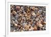 Seashells on Sanibel Island, Florida, USA-Chuck Haney-Framed Premium Photographic Print