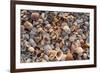 Seashells on Sanibel Island, Florida, USA-Chuck Haney-Framed Premium Photographic Print