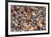 Seashells on Sanibel Island, Florida, USA-Chuck Haney-Framed Premium Photographic Print