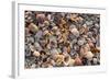 Seashells on Sanibel Island, Florida, USA-Chuck Haney-Framed Photographic Print