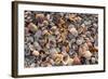 Seashells on Sanibel Island, Florida, USA-Chuck Haney-Framed Photographic Print