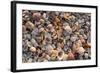 Seashells on Sanibel Island, Florida, USA-Chuck Haney-Framed Photographic Print