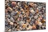 Seashells on Sanibel Island, Florida, USA-Chuck Haney-Mounted Photographic Print