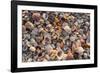 Seashells on Sanibel Island, Florida, USA-Chuck Haney-Framed Photographic Print