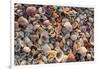 Seashells on Sanibel Island, Florida, USA-Chuck Haney-Framed Premium Photographic Print