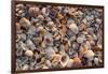 Seashells on Sanibel Island, Florida, USA-Chuck Haney-Framed Premium Photographic Print