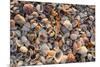 Seashells on Sanibel Island, Florida, USA-Chuck Haney-Mounted Premium Photographic Print