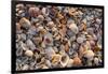 Seashells on Sanibel Island, Florida, USA-Chuck Haney-Framed Premium Photographic Print