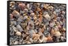 Seashells on Sanibel Island, Florida, USA-Chuck Haney-Framed Stretched Canvas