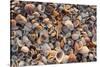 Seashells on Sanibel Island, Florida, USA-Chuck Haney-Stretched Canvas