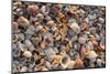 Seashells on Sanibel Island, Florida, USA-Chuck Haney-Mounted Photographic Print