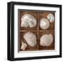 Seashells Treasures II-Assaf Frank-Framed Art Print