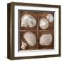 Seashells Treasures II-Assaf Frank-Framed Art Print