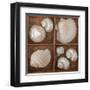 Seashells Treasures III-Assaf Frank-Framed Art Print