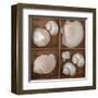 Seashells Treasures III-Assaf Frank-Framed Art Print