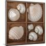 Seashells Treasures III-Assaf Frank-Mounted Art Print