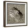 Seashells V-Alan Hausenflock-Framed Photographic Print