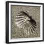 Seashells V-Alan Hausenflock-Framed Photographic Print