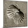 Seashells V-Alan Hausenflock-Mounted Photographic Print